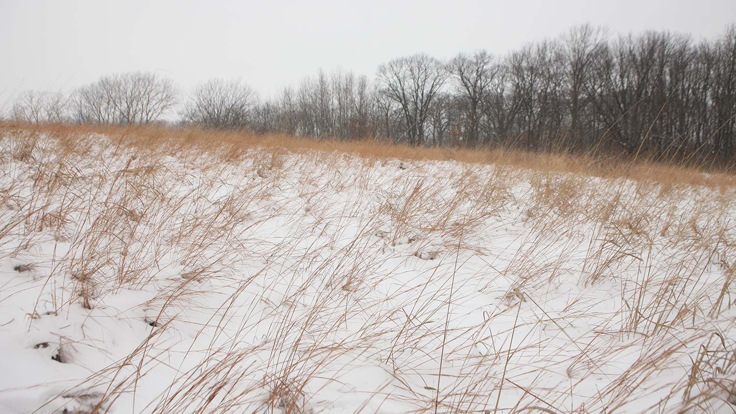 snow-covered prairie