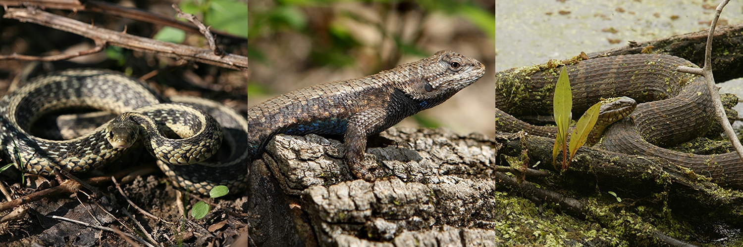 garter snake, eastern fence lizard, common watersnake