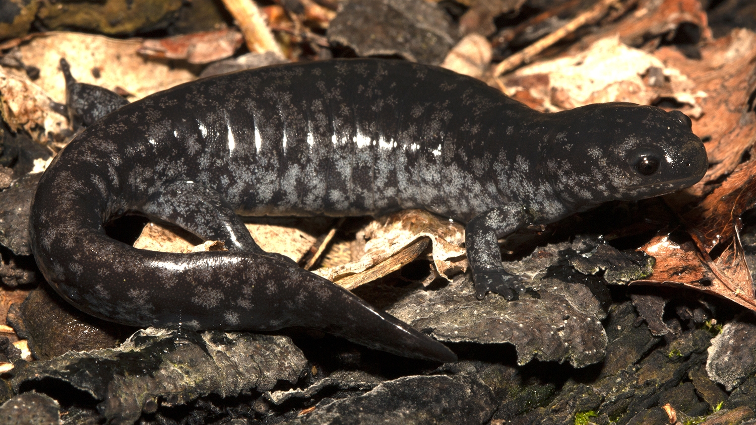 small-mouthed salamander in leaves