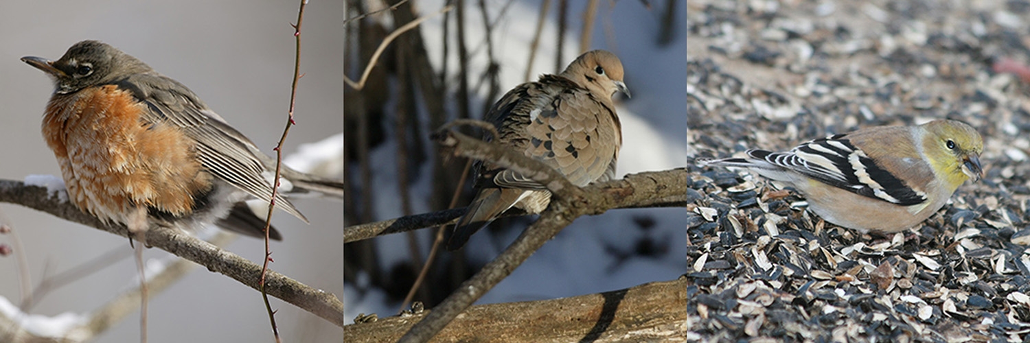 American robin, mourning dove, Amercian goldfinch