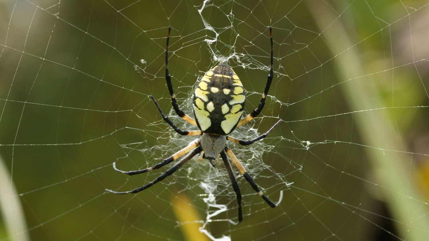 black-and-yellow garden spider female in web