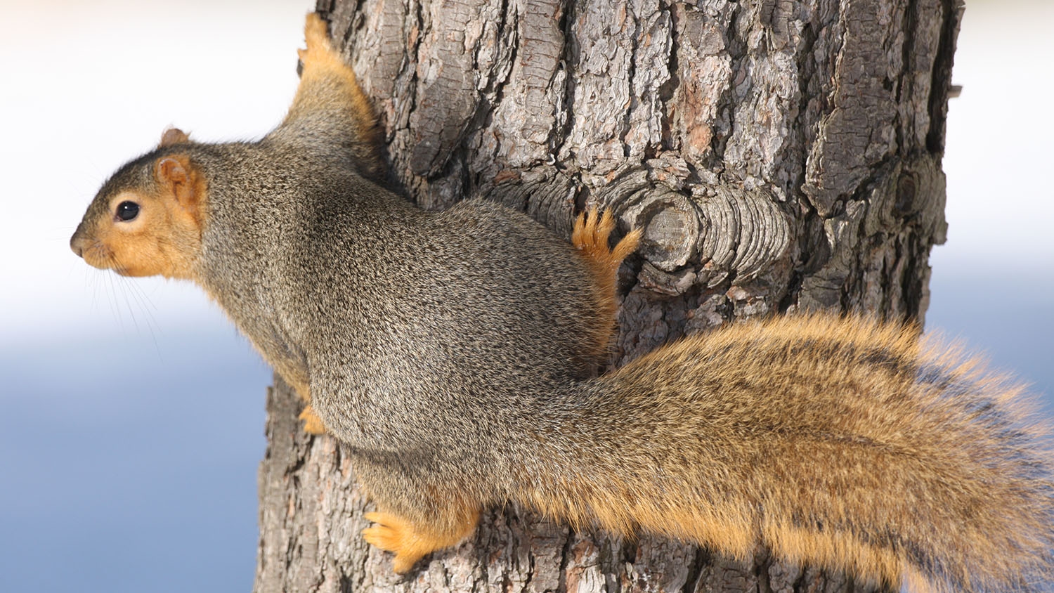 eastern fox squirrel on a tree trunk in winter