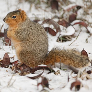 fox squirrel in the snow