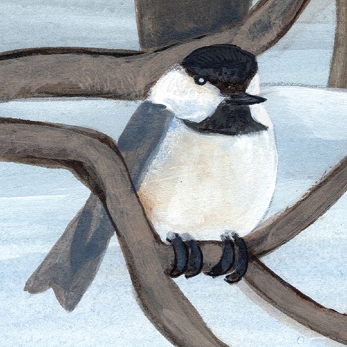 subnivean zone black-capped chickadee drawing