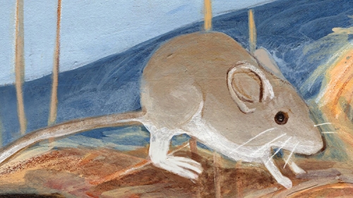 subnivean zone mouse drawing