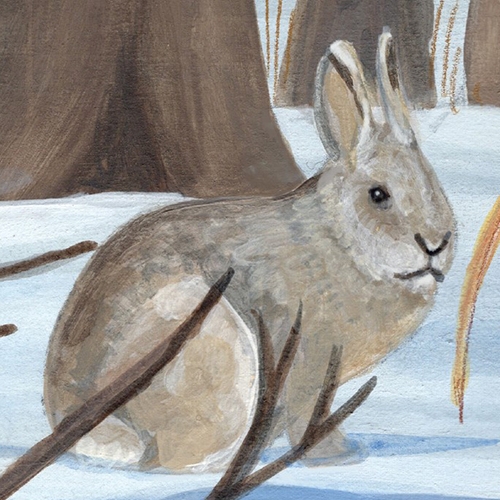 subnivean zone eastern cottontail rabbit drawing