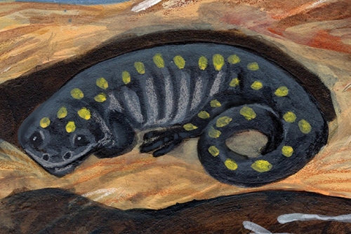 subnivean zone salamander drawing