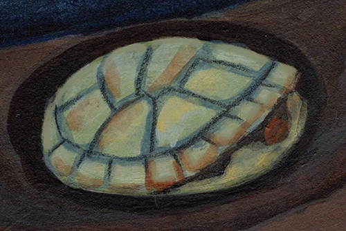 subnivean zone turtle drawing
