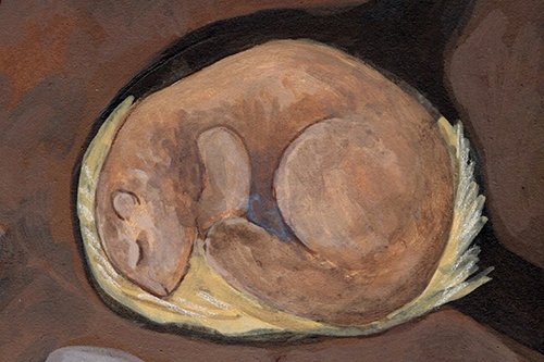 subnivean zone woodchuck drawing