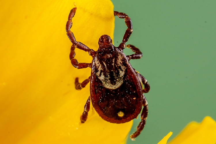 American Dog Tick (Dermacentor variabilis) on flower