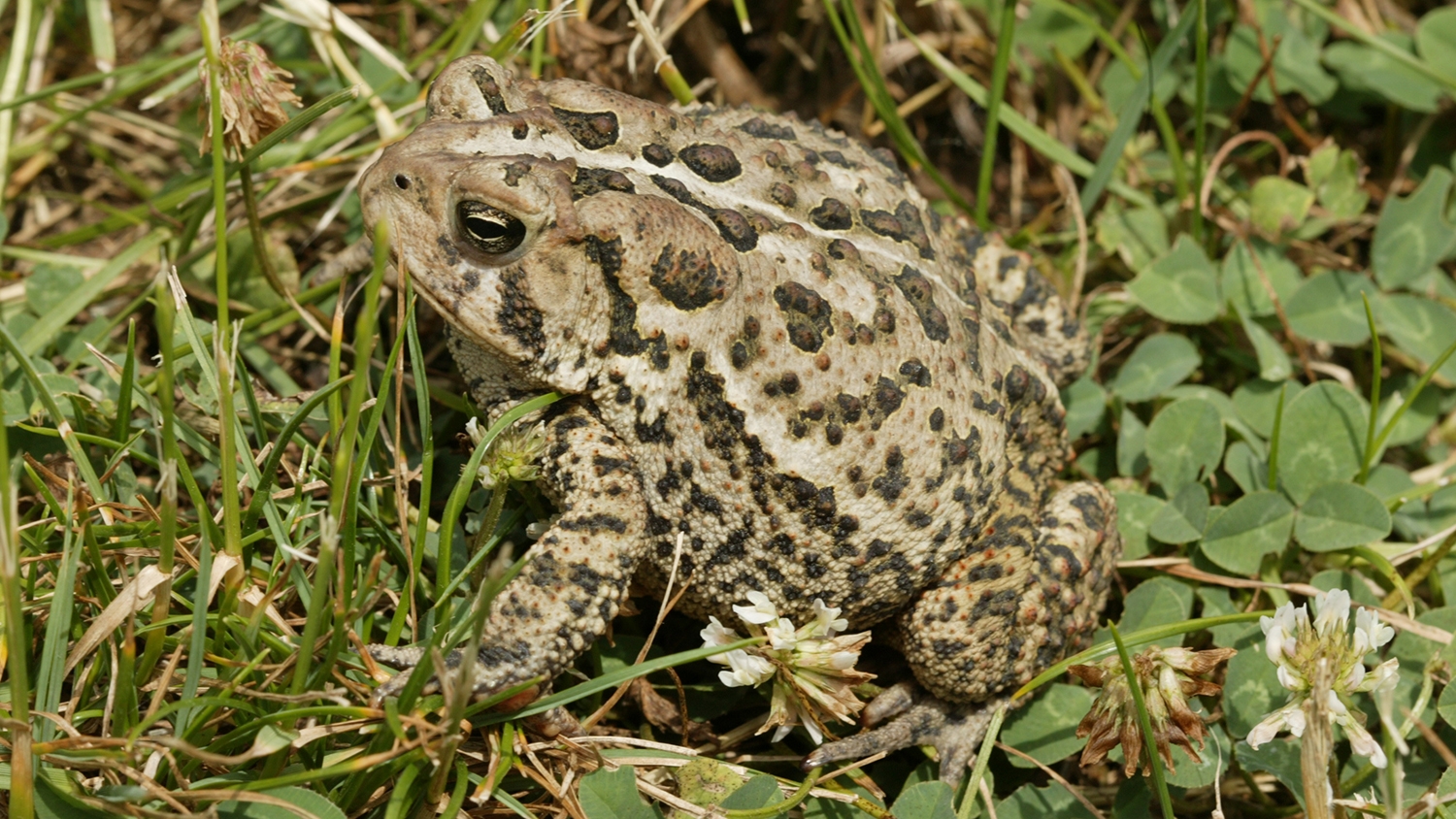 American toad in the grass