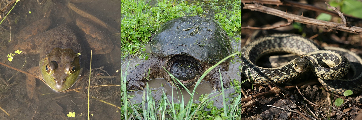 American bullfrog, snapping turtle, garter snake