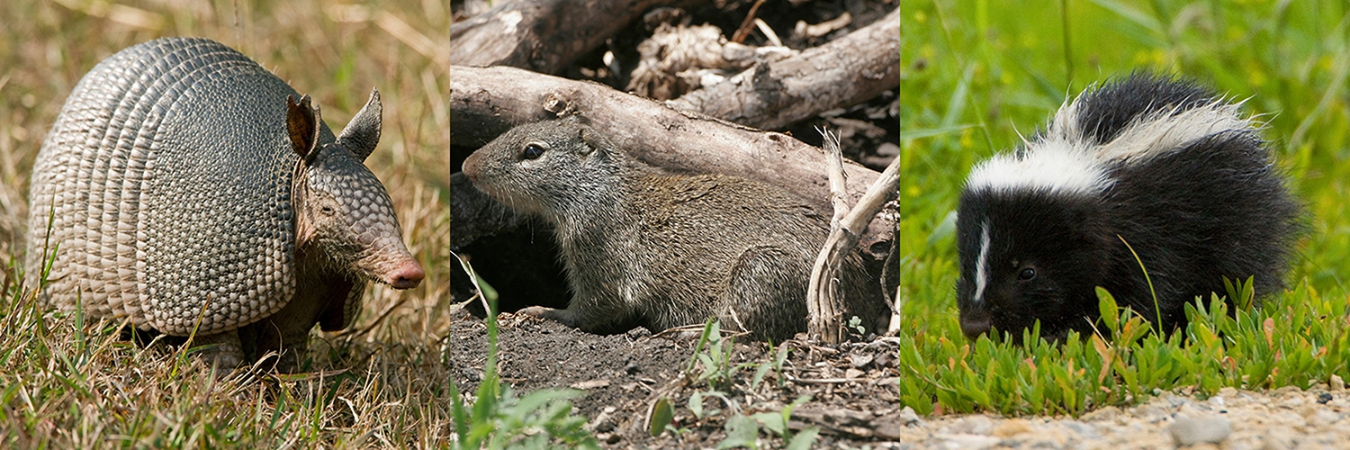 nine-banded armadillo, Franklin's ground squirrel, striped skunk