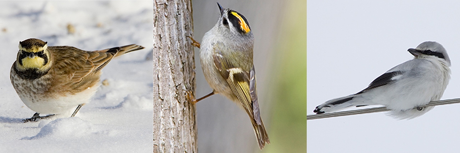 horned lark, golden-crowned kinglet, northern shrike