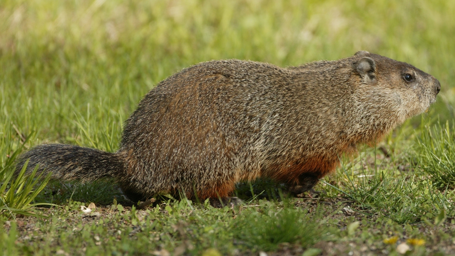 woodchuck on grass