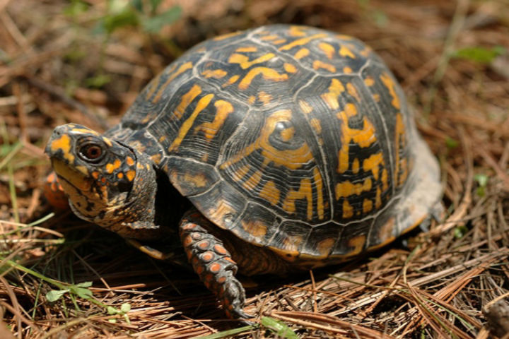 Photo of a woodland box turtle, image from IDNR