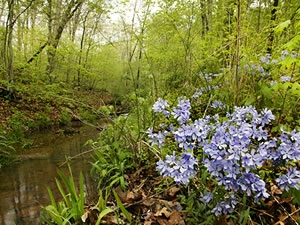 Stream in State Park