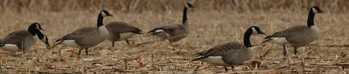 Canada geese