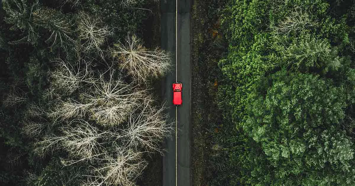 car on a dense forest