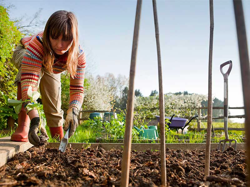 A woman is using a shovel to dig in her garden, surrounded by soil and plants.