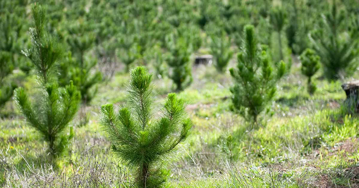 A picturesque view of a field filled with pine trees
