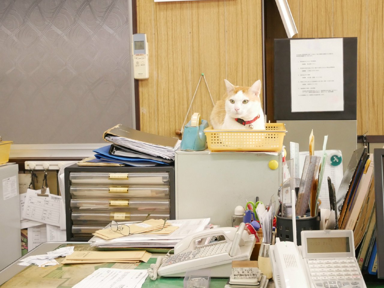 Cat sitting inside basket in a messy meeting room