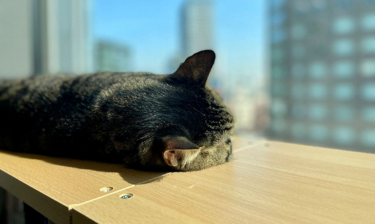 みんなのマーケットのオフィスで暮らす猫