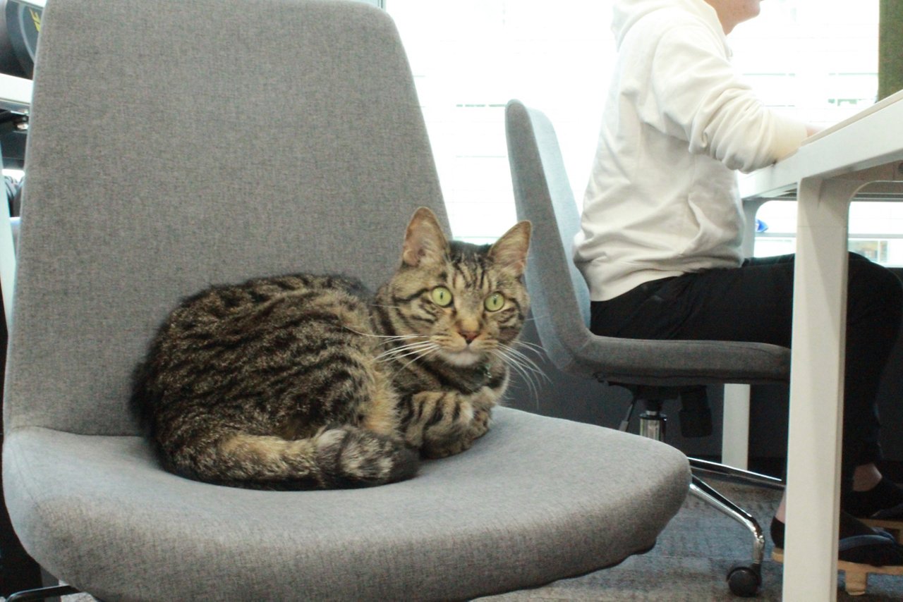 フリーアドレス席に鎮座する猫