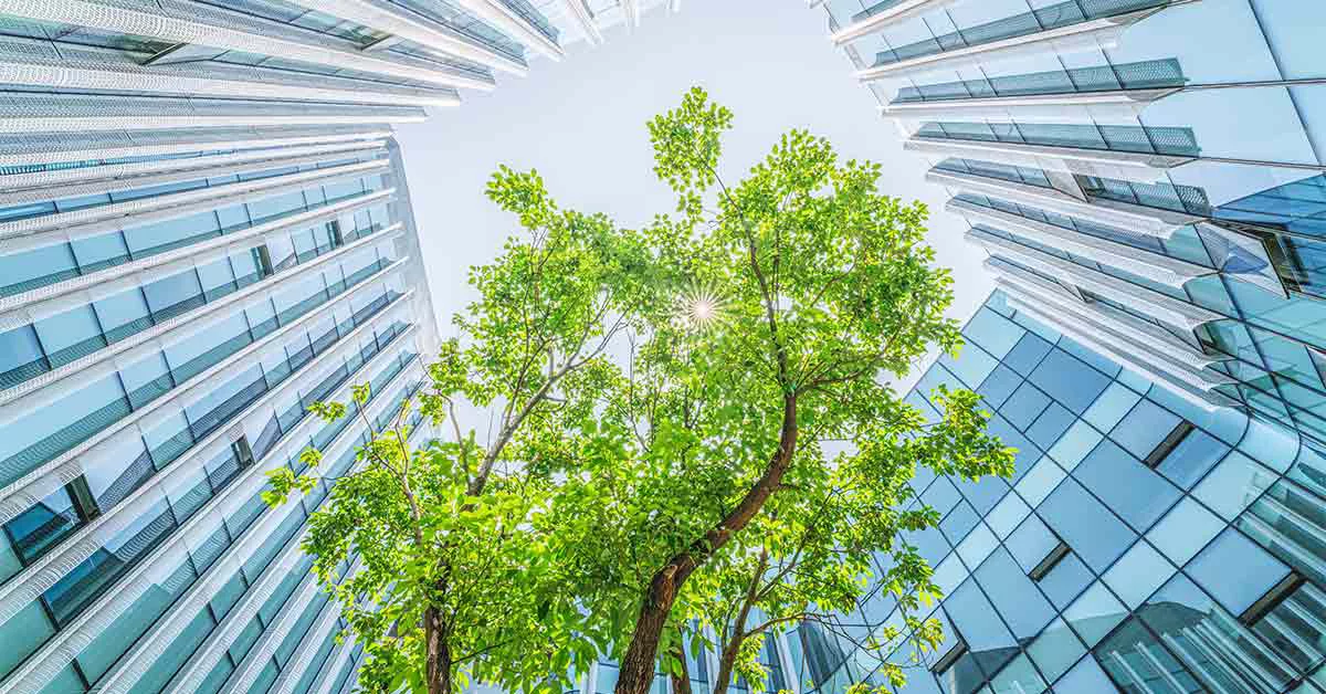 Tree around building