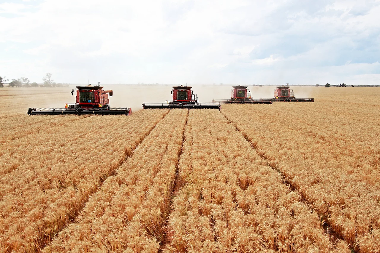 Crops being harvested on a commercial farm