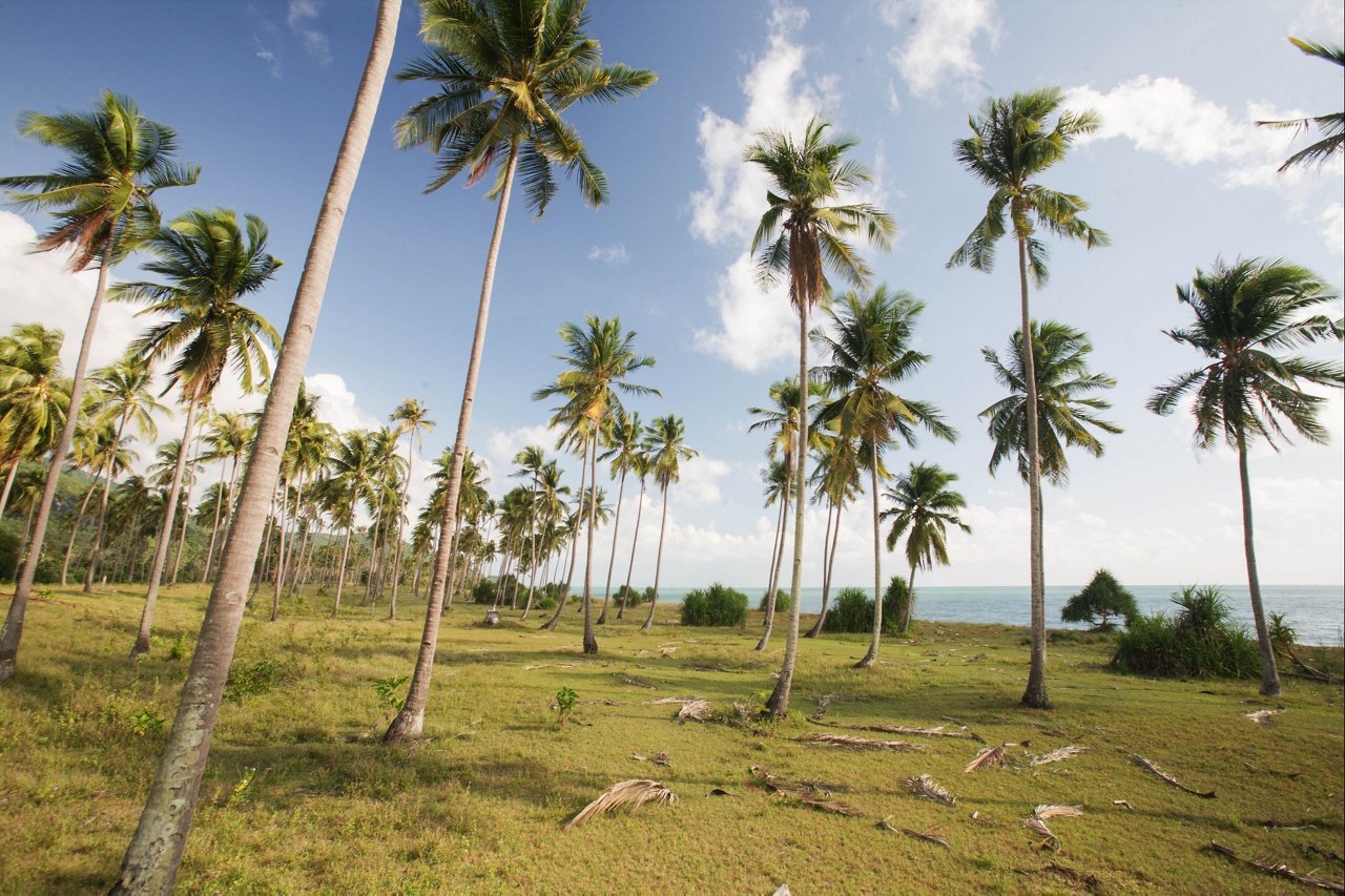 Trees with the sky view
