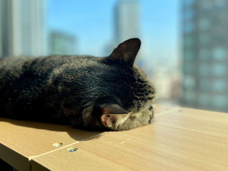 jll-advantages-of-working-with-cats-in-the-office-teaser-800x600
