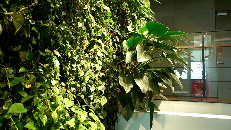 Green Plants
