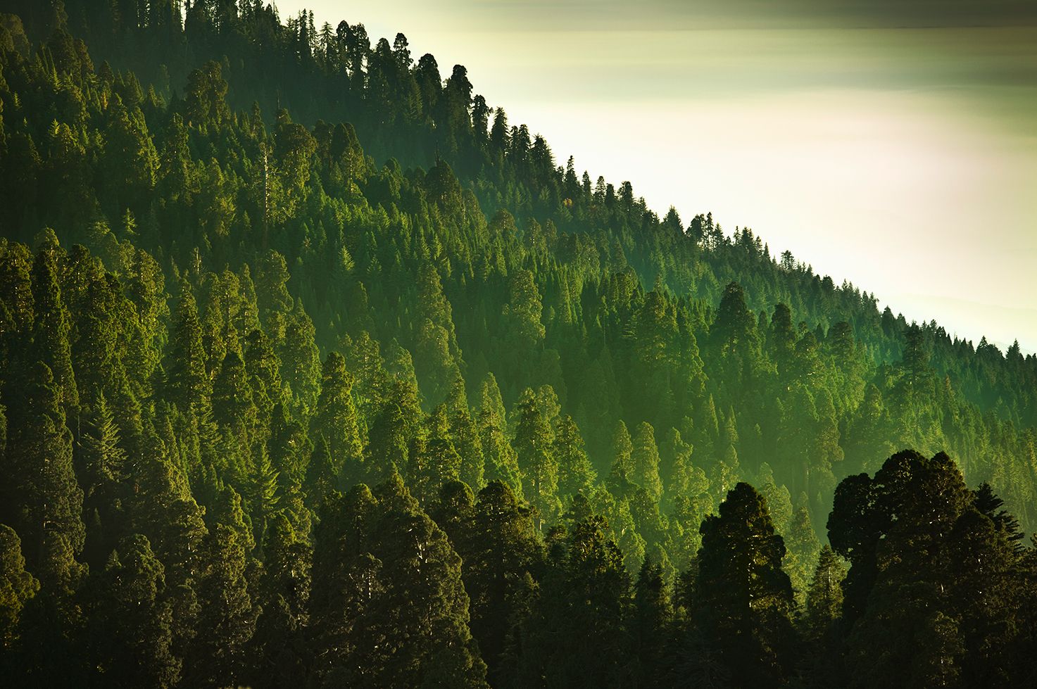 image of a forest landscape