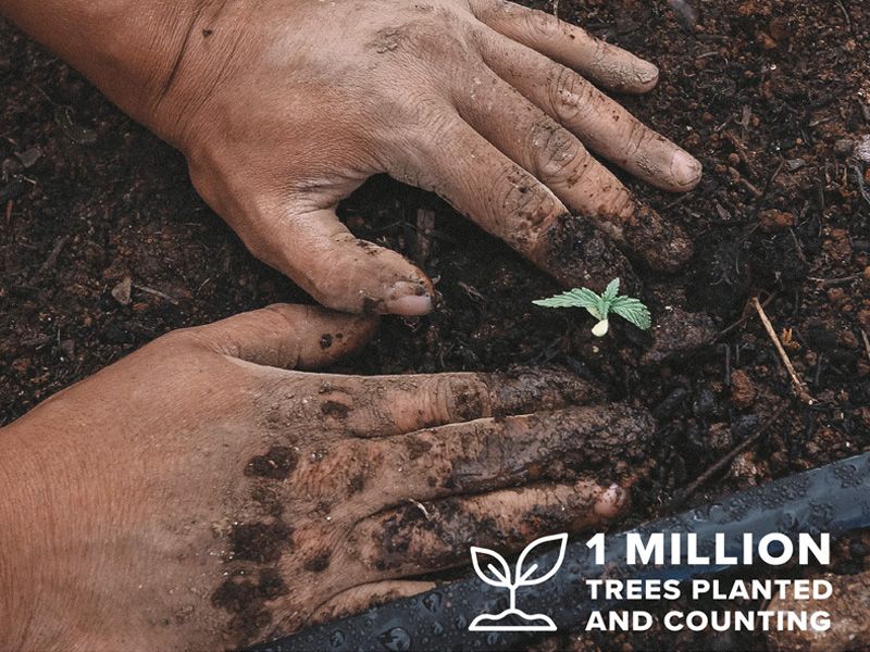 Planting 1 Million Trees