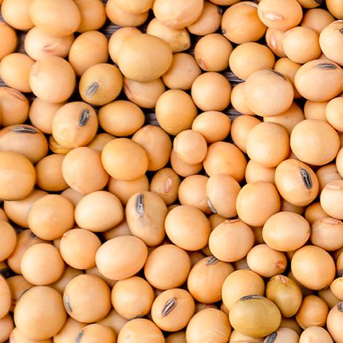 image of soy beans