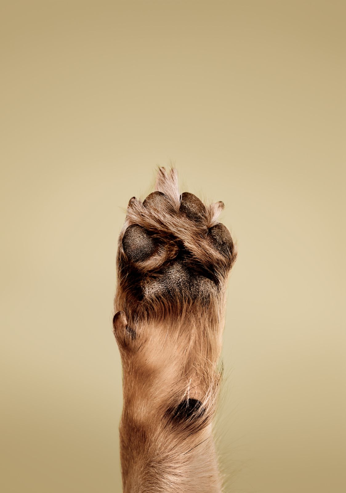 image of a Paul Mitchell Pet model