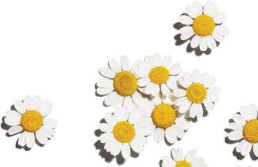 image of yellow flowers