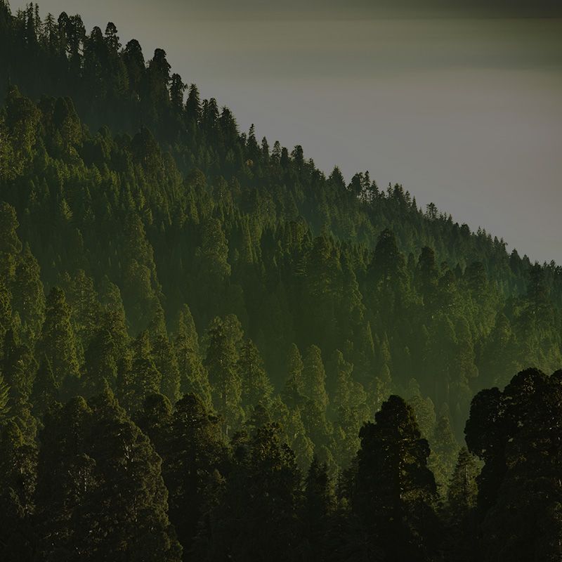 Image of a forest