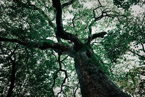 image of a mayan tree