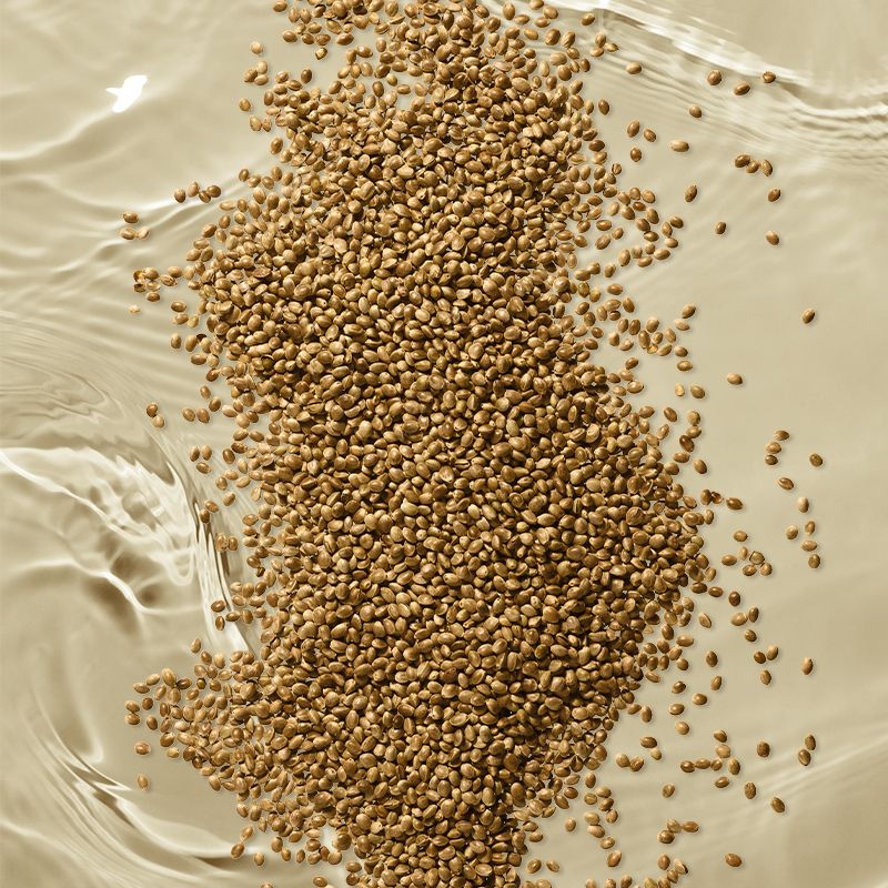 image of hemp seeds