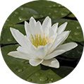 icon of water lily root