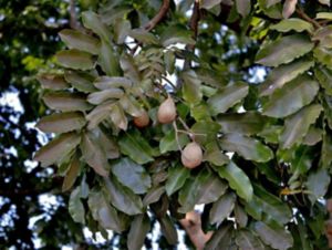 image of a tonka bean tree