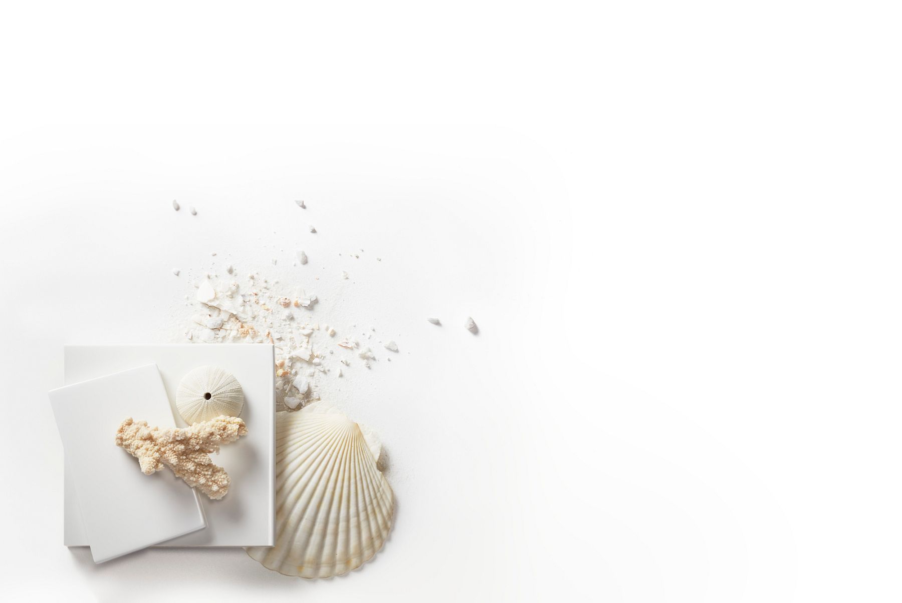 Sea shells and white tile arranged artfully on a flat white surface.