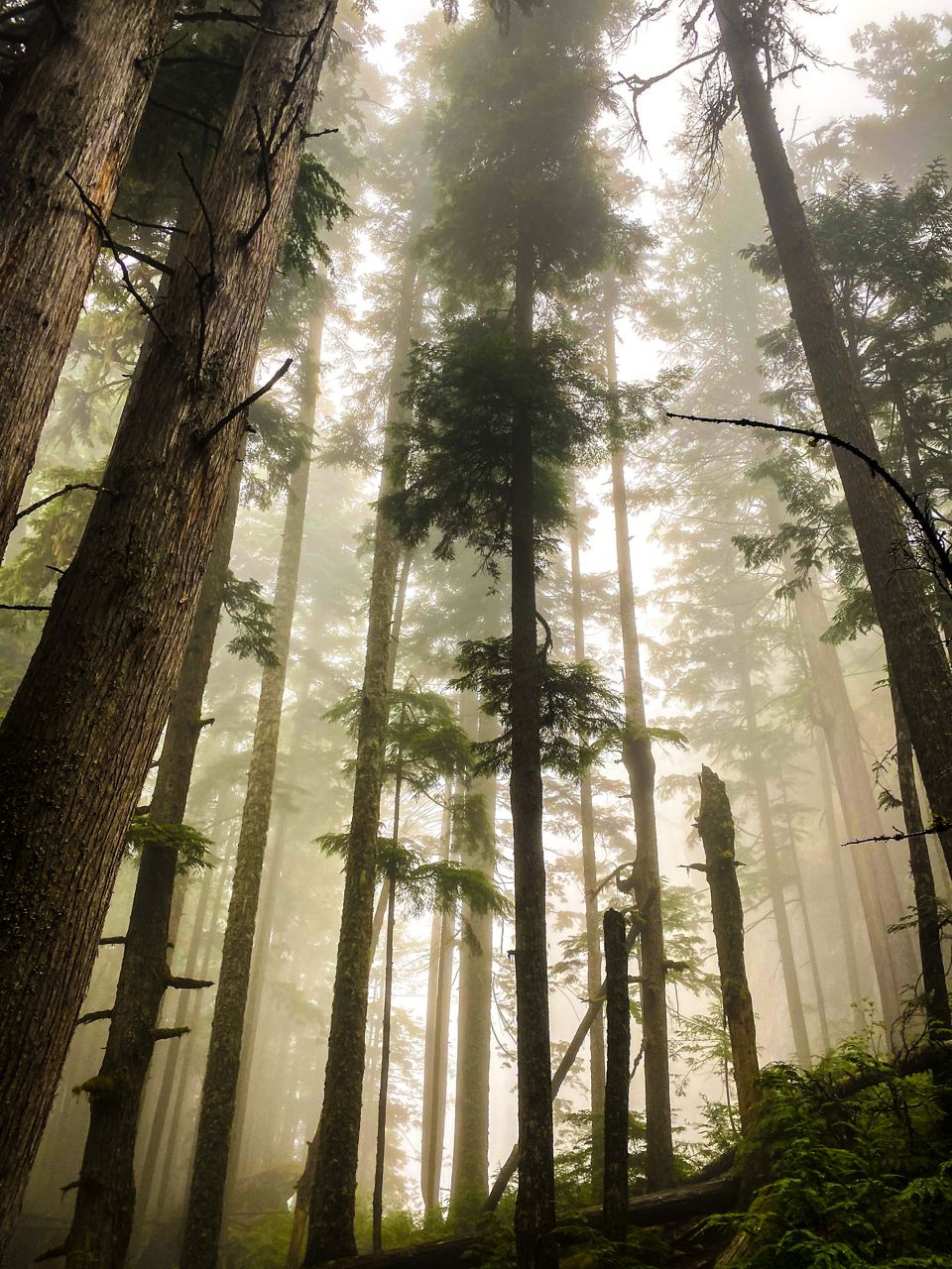 Tall forest trees with sunlight filtering through the canopy