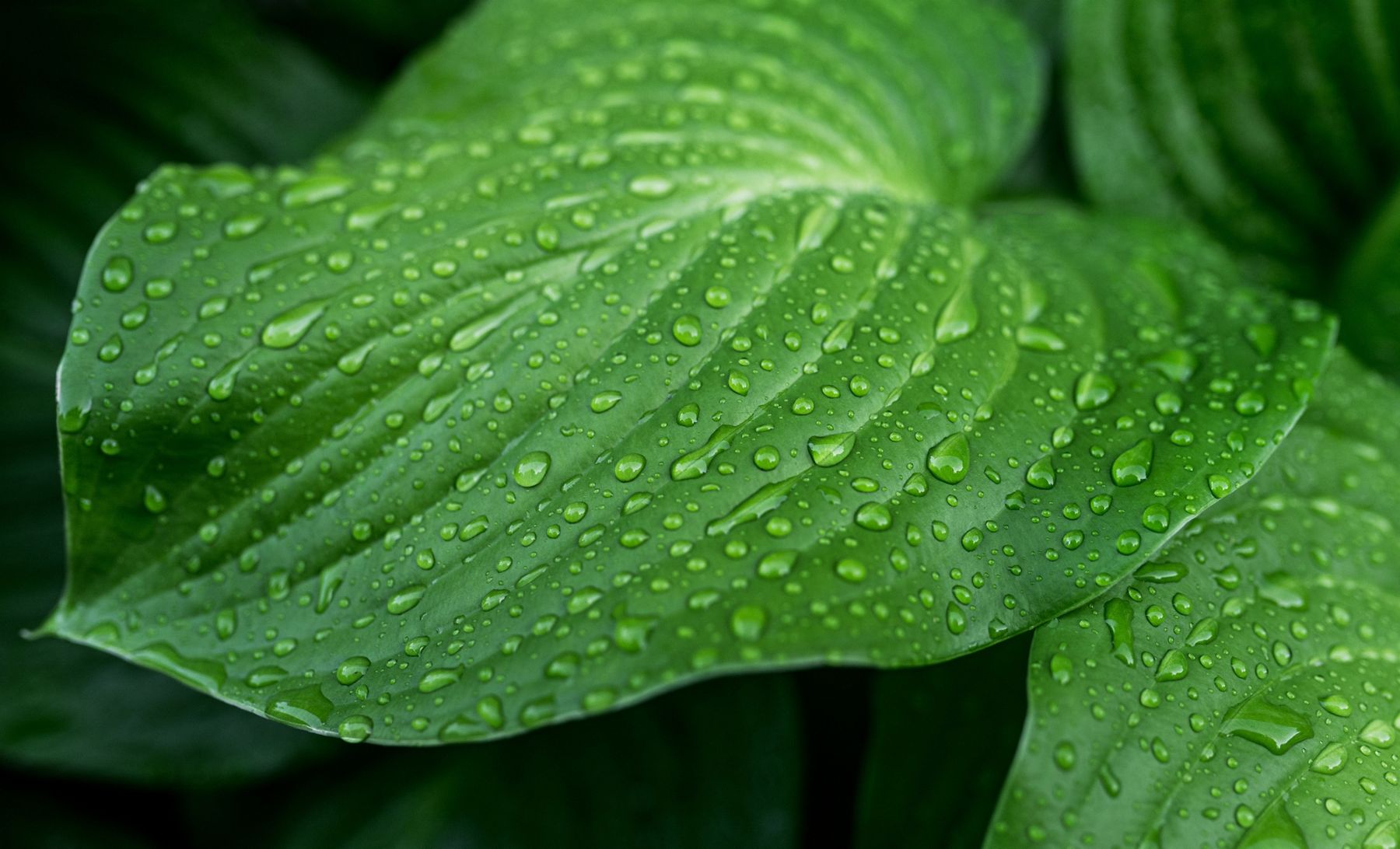 Water droplets on bright green leaf surface close-up