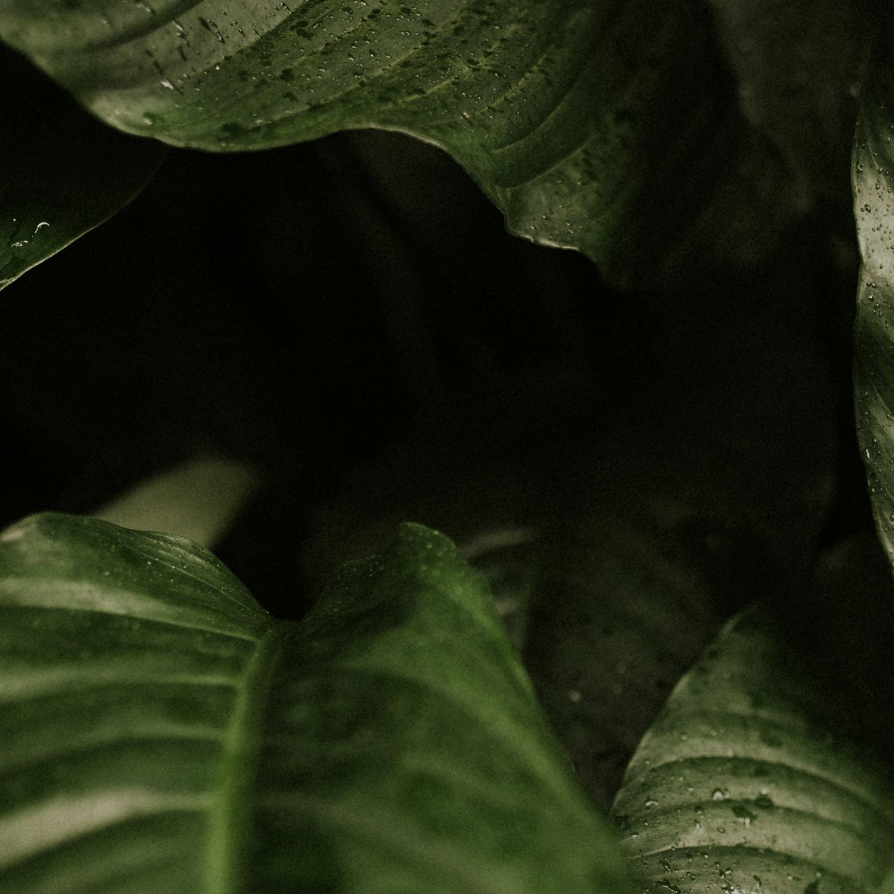 A close up of a dark green leaf.