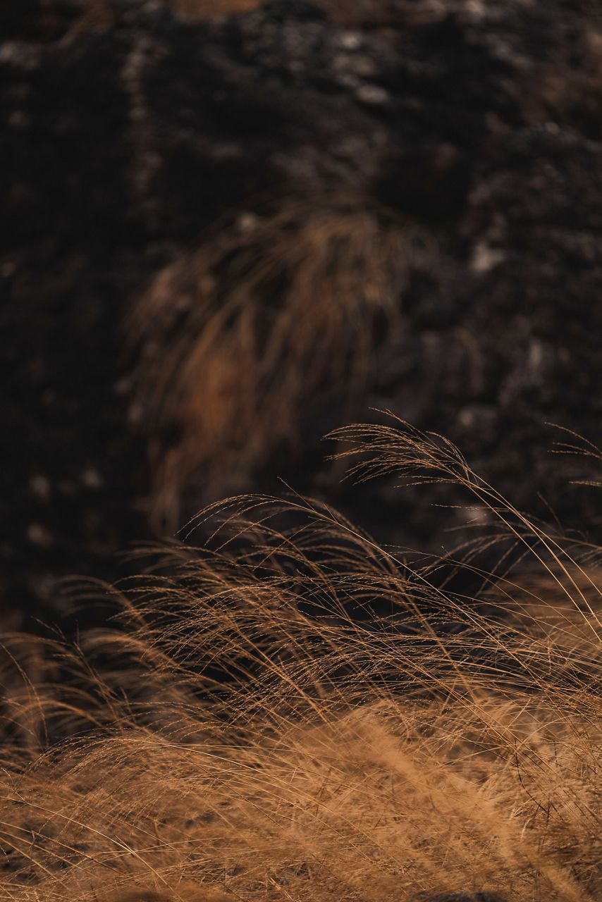 A closeup of dried grass in a sandy desert landscape for design inspiration