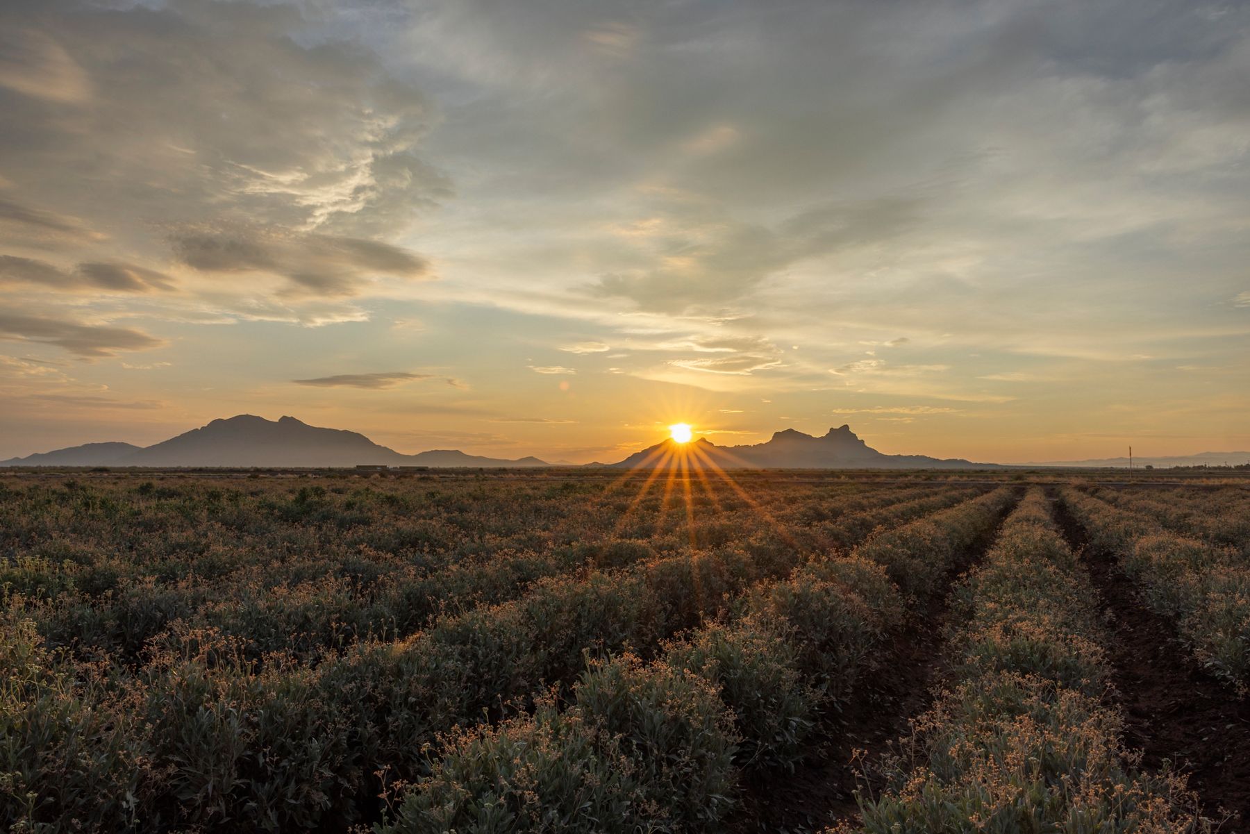 Sun setting over a lush green crop field with mountains in the distance.
