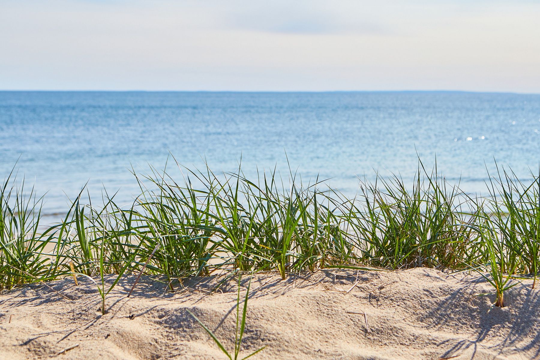 Une vue sur l’océan depuis une plage de Cape Cod avec du gazon marin qui pousse dans le sable.